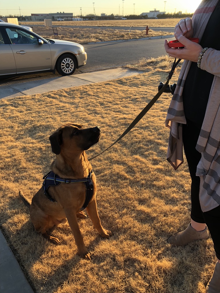 The Family Dog Trainer