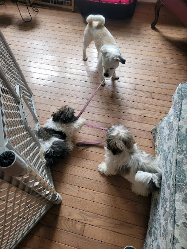 Pet Store «AA Ridgewood Kennels II», reviews and photos, 5401 Lincoln Hwy, Gap, PA 17527, USA