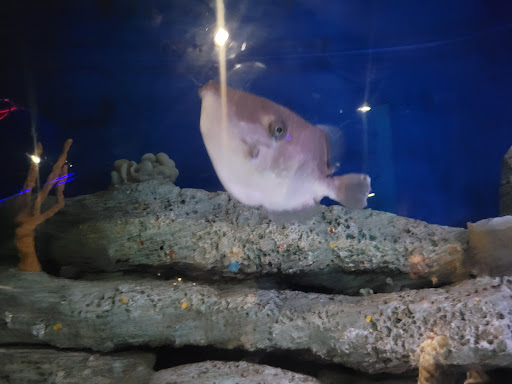 Parking Garage «SC Aquarium Garage», reviews and photos, 24 Calhoun St, Charleston, SC 29401, USA