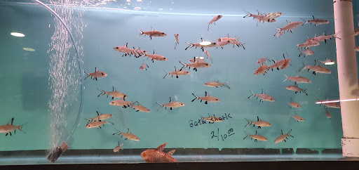 Aquarium «Tamco Aquarium», reviews and photos, 6310 Bay Pkwy, Brooklyn, NY 11204, USA