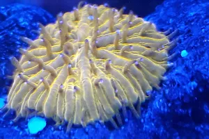 Julio Reef - Aquarismo Marinho image