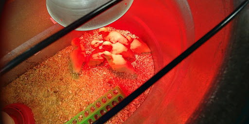 Animal Feed Store «Wilco Farm Store», reviews and photos, 1401 21st St, Springfield, OR 97477, USA