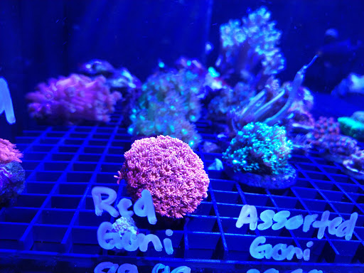 Tropical Fish Store «Barrier Reef Aquariums», reviews and photos, 1717 NE 44th St # A, Renton, WA 98056, USA