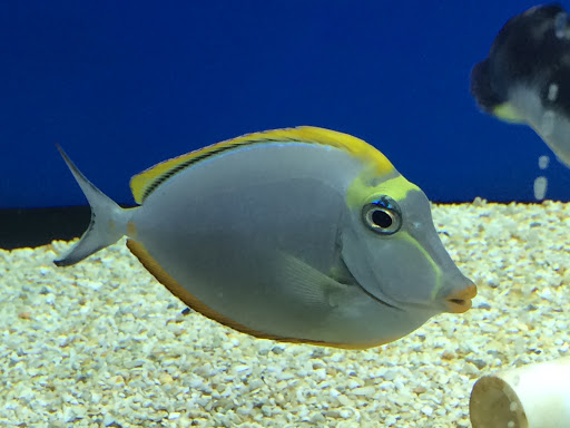 Tropical Fish Store «BluReef Aquarium», reviews and photos, 2198 Flatbush Ave, Brooklyn, NY 11234, USA