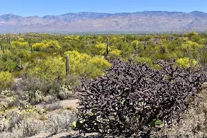 Sonoran Desert Overlook image