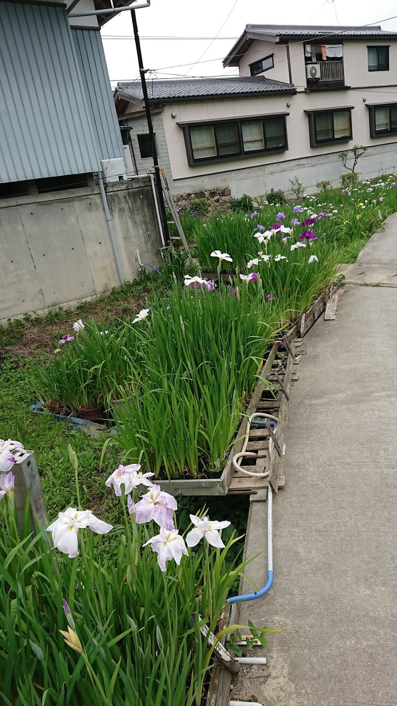 新谷菖蒲園 愛媛県大洲市 植物園 グルコミ