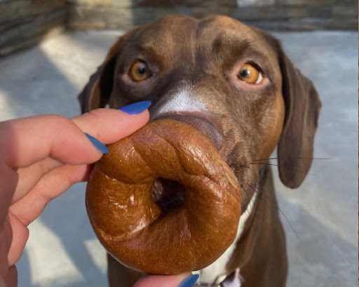 Bagel Shop «Einstein Bros. Bagels», reviews and photos, 750 N Telegraph Rd, Dearborn, MI 48128, USA
