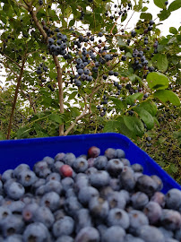 Blue Acres Blueberry Picking - Fruit and vegetable store