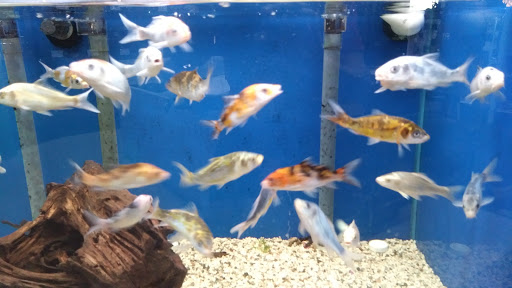 Pet Supply Store «Tropical World Pets», reviews and photos, 8444 Watson Rd, Webster Groves, MO 63119, USA