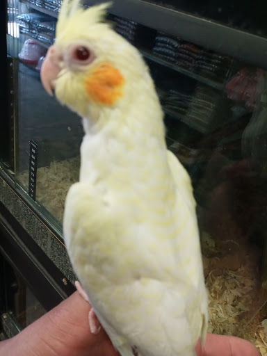 Pet Store «Inez Pet Shop», reviews and photos, 3825 Whittier Blvd, Los Angeles, CA 90023, USA