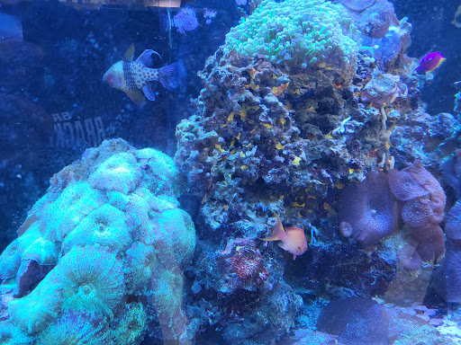 Aquarium Shop «Aquarium Arts», reviews and photos, 1810 W Baseline Rd #1, Mesa, AZ 85202, USA