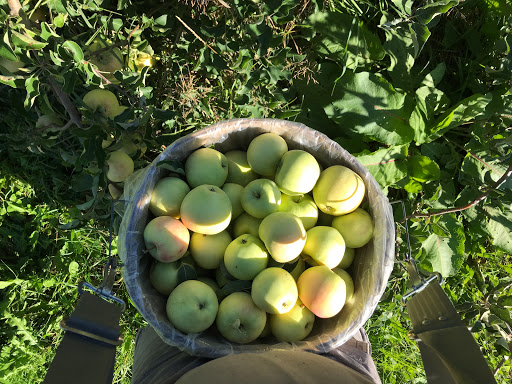 Produce Market «Brookwood Fruit Farm», reviews and photos, 7845 Bordman Rd, Almont, MI 48003, USA