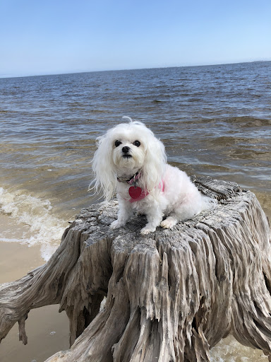 B & L Pets Inc