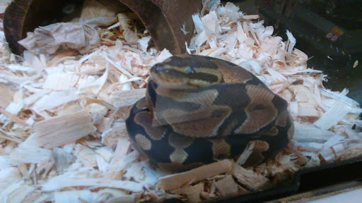 Pet Supply Store «PetSmart», reviews and photos, 400 S State Rd, Springfield, PA 19064, USA