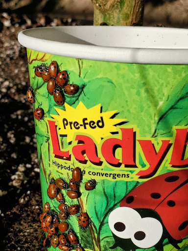 Building Materials Store «ProBuild», reviews and photos, 235 River St, Santa Cruz, CA 95060, USA