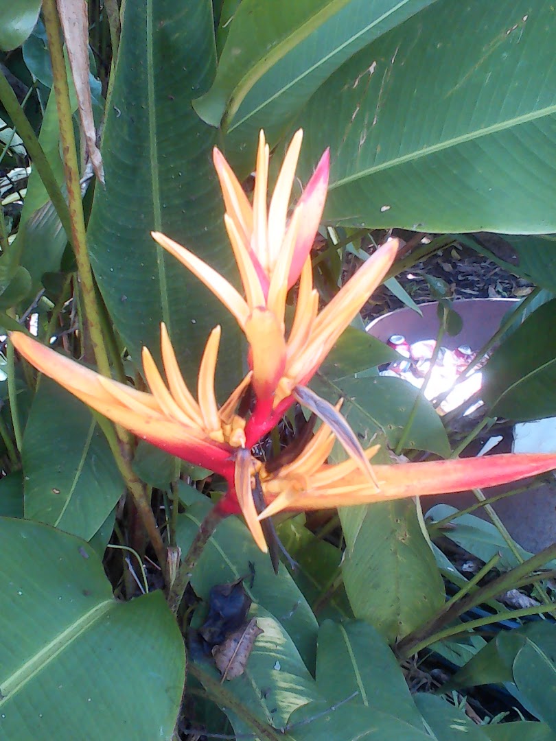 Arawa, Papua Yeni Gine