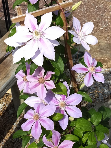 Landscaper «Garden Greenhouse & Nursery», reviews and photos, 1919 U.S. 9, Cape May Court House, NJ 08210, USA