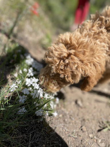 Pet Supply Store «Pet Ranch», reviews and photos, 3823 E 120th Ave, Denver, CO 80233, USA