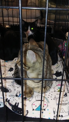 Pet Supply Store «Pet Food Express», reviews and photos, 2158 Contra Costa Blvd, Pleasant Hill, CA 94523, USA