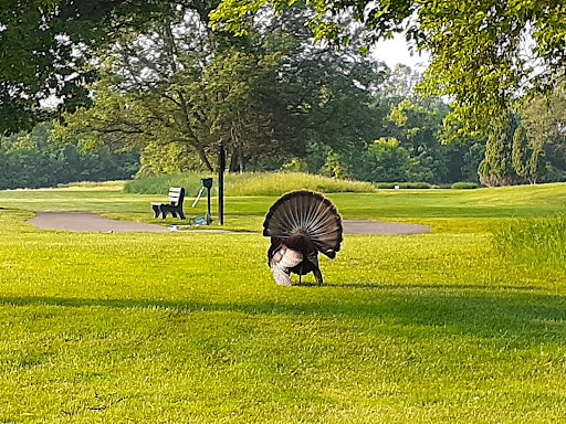 Public Golf Course «Rouge Park Golf Course», reviews and photos, 11701 Burt Rd, Detroit, MI 48228, USA