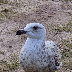 Photo n°5 de l'avis de Kerstin.. fait le 03/05/2023 à 13:14 sur le  Lindner Hotel Sylt à Wenningstedt-Braderup