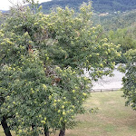 Photo n°10 de l'avis de Guido. fait le 01/09/2018 à 16:46 sur le  Il Bacher in fiore S.r.l.s. à Berceto