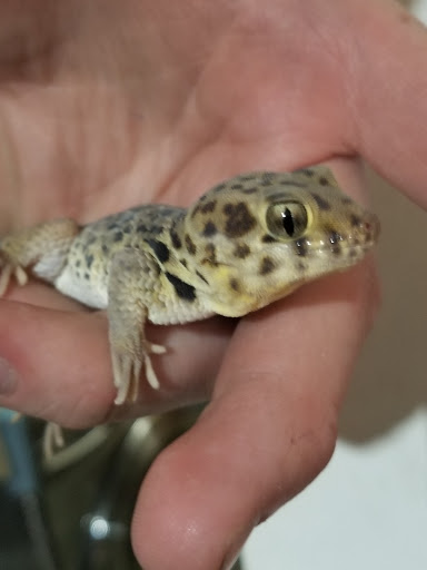 Pet Store «Paws Natural Pet Emporium», reviews and photos, 8551 W Gage Blvd, Kennewick, WA 99336, USA