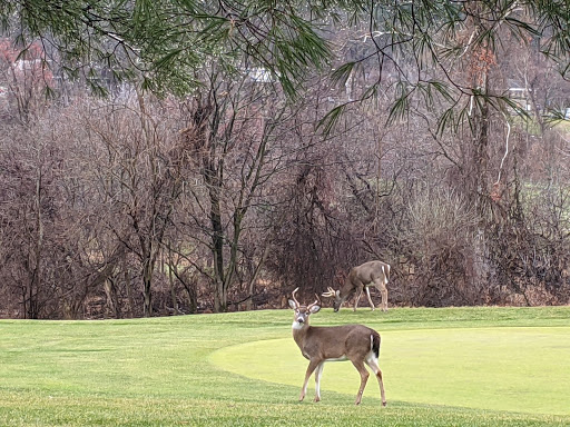 Golf Course «Phillip J. Rotella Memorial Golf Course», reviews and photos, 100 Thiells Mt Ivy Rd, Thiells, NY 10984, USA