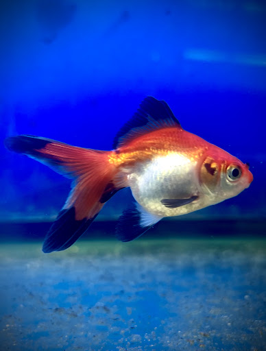 Tropical Fish Store «Westside Aquarium & Pets», reviews and photos, 3402 S Dale Mabry Hwy, Tampa, FL 33629, USA