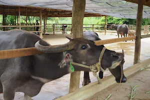 Laos Buffalo Dairy image