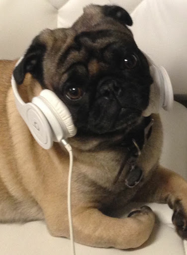 Pet Store «Puppy Boutique Store», reviews and photos, 4001 N Federal Hwy, Fort Lauderdale, FL 33308, USA