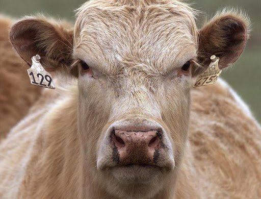 Fast Food Restaurant «Chick-fil-A», reviews and photos, 2230 S Pleasant Valley Rd, Winchester, VA 22601, USA