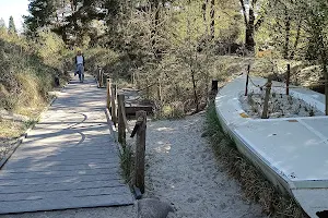 Dünenlandschaft Rombergpark image