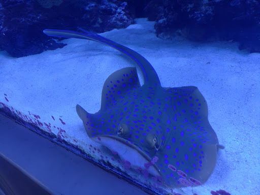 Tropical Fish Store «Greenwich Aquaria», reviews and photos, 1064 E Putnam Ave, Riverside, CT 06878, USA