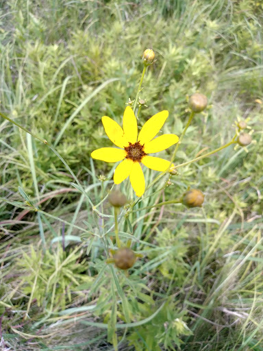 Nature Preserve «Subat Forest Preserve», reviews and photos, 4675-4999 Eldamain Rd, Plano, IL 60545, USA