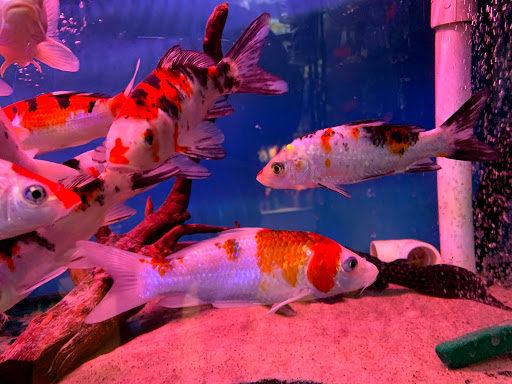 Aquarium «Pacific Aquarium & Plant Inc», reviews and photos, 46 Delancey St #1, New York, NY 10002, USA