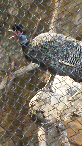 Zoo «Farm In The Zoo», reviews and photos, 1911 N Stockton Dr, Chicago, IL 60614, USA