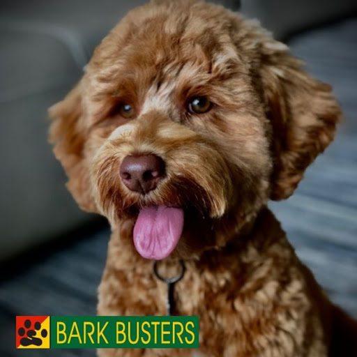 Bark Busters Home Dog Training Media, Havertown, Lansdale