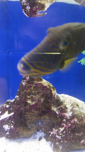 Pet Store «Fin-N-Feather», reviews and photos, 2931 F St, Eureka, CA 95501, USA