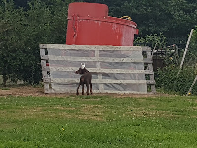 Coopérative Agricole Lorraine - Silo Uzemain à Uzemain