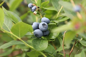 The Blueberry Patch image