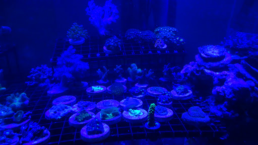 Tropical Fish Store «The Fish Store», reviews and photos, 12320 Lake City Way NE, Seattle, WA 98125, USA