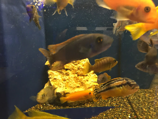 Tropical Fish Store «Glass Aquatics», reviews and photos, 542 W Harwood Rd, Hurst, TX 76054, USA