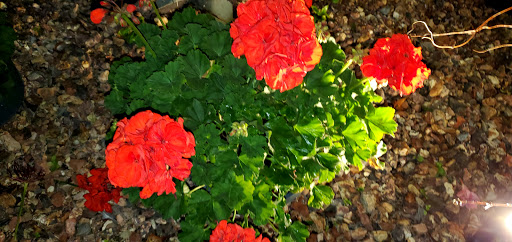 Golf Course «Wynmoor Golf Course», reviews and photos, 1310 Avenue of the Stars, Coconut Creek, FL 33066, USA