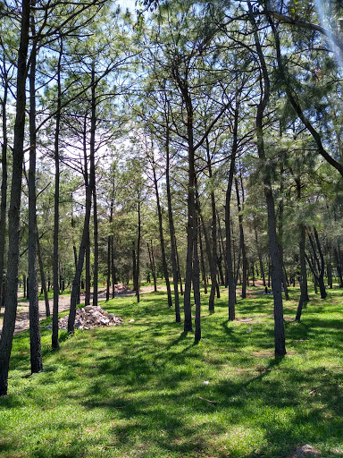 Bosque el Centinela