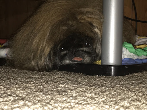 Pet Supply Store «PetSmart», reviews and photos, 2347 N Telegraph Rd, Monroe, MI 48162, USA