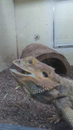 Pet Supply Store «House of Pets Inc», reviews and photos, 29500 Ford Rd, Garden City, MI 48135, USA