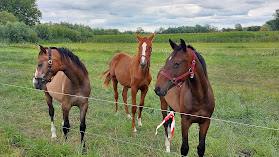 TAWAZON shiatsu voor paarden