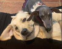 DogInnTraining - Photo 4 - Car repair in , Stamford