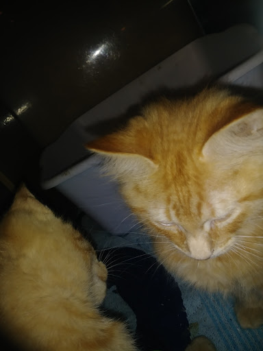 Pet Supply Store «PetSmart», reviews and photos, 625 W Crossville Rd, Roswell, GA 30075, USA